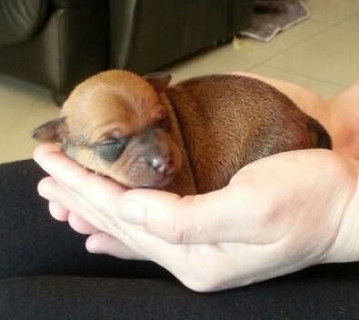 chipin puppies for sale minature chipin puppies pretoria east dogs and puppies junk mail classifieds chipin puppies for sale minature chipin puppies pretoria east dogs and puppies junk mail classifieds